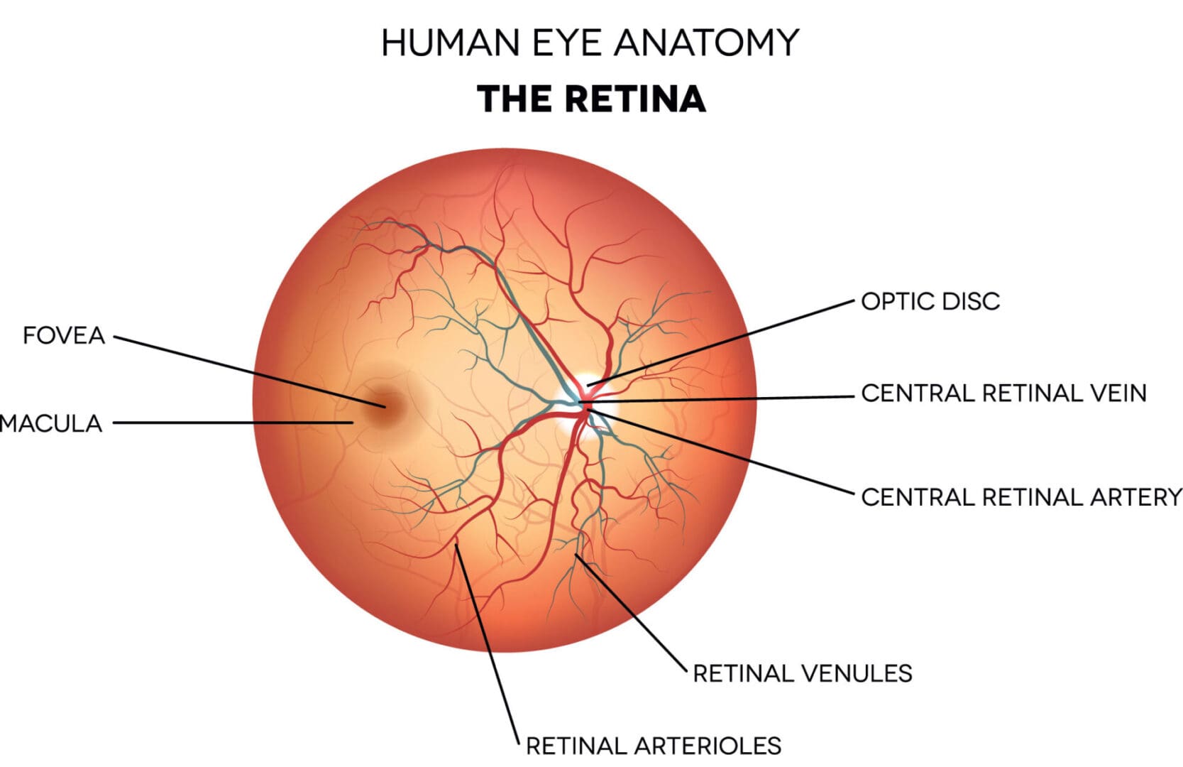 Southern Retina